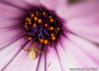 Tiny crab spider doing his thing on a flower. (Alcudia (Mallorca), Spain 2011)