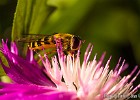 A hoverfly feasting on a flower. (Göteborg, Sweden 2012)