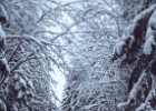 The cold walk (Unnatural blur added :-) (Deje, Sweden 2010)