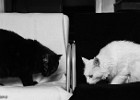 "Contrasts" Black Cat, White Cat