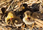 Bunch of cute duckings relaxing in the sun. (Mallorca, Spain 2011)