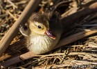 Cute as a button, that duckling is. (Mallorca, Spain 2011)