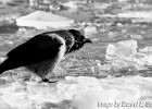 Crows on ice. (Göteborg, Sweden 2010)