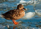 Duck enjoying the sunshine (Göteborg, Sweden 2010)