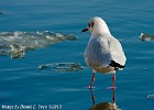 The lesser known Jesus-seagull (Göteborg, Sweden 2009)