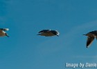 Seagull motion study (Göteborg, Sweden 2010)