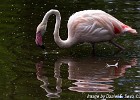 Mirrored flamingo (Borås Zoo, Sweden 2010)