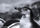 Pengu. (Borås Zoo, Sweden 2010)