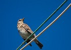 A fieldfare sitting on some wires. (Göteborg, Sweden 2010)