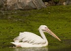 Pelican going about it's business. (Slottsskogen (Göteborg), Sweden 2008)