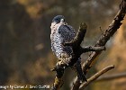 Peregrine Falcon. (Nordens Ark, Sweden 2008)