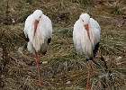 Two white storks doing their symmetry act. (Nordens Ark, Sweden 2008)