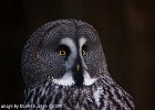 The great grey owls are not what they seem to be. (Nordens Ark, Sweden 2008)