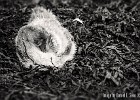 Young swan getting comfy in some dried up algae. (Tarbert, Scotland 2012)