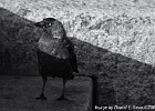 Jackdaw drama. Pt3. (Göteborg, Sweden 2009)