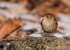 A eurasian wren chillin on a rock. (Göteborg, Sweden 2011)