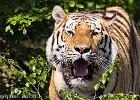 Looks like the Tiger spotted my 100-400mm lens :-) (Nordens Ark, Sweden 2013)