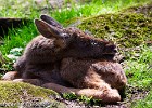 Cute little baby moose. (Borås Zoo, Sweden 2010)