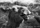 Moose 1.0. (Borås Zoo, Sweden 2010)