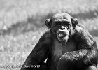 Say banana. (Borås Zoo, Sweden 2010)