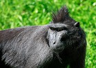 Mean looking crested Macaque. (Borås Zoo, Sweden 2010)