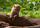 Adorable little cheetah cub. (Borås Zoo, Sweden 2010)