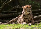 Mother Cheetah. (Borås Zoo, Sweden 2010)