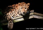 Curious leopard. (Nordens Ark, Sweden 2010)
