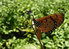 Butterfly as spotted in a garden in Singapore. (Singapore 2010) [Shot with: compact cam]