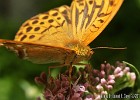 Butterfly close up (Mt Olympos, Greece 2011) [Shot with: compact cam]