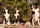 Mette, Myran & Fanny. (Fallhult, Sweden 2008)