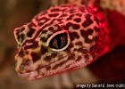 Leopard Gecko. (Göteborg, Sweden 2009)