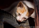 Curious little kitty. (Zachyntos, Greece 2009)