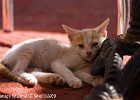 Curious kitte goes tired. (Zachyntos, Greece 2009)