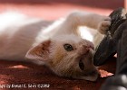Curious, tired kitty goes cute :p (Zachyntos, Greece 2009)
