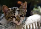 Cute Hotel cat -pt 3. (Zachyntos, Greece 2009)