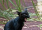 Cute (?) Hotel cat -pt 4. (Zachyntos, Greece 2009)