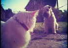 Wilda and Flisa engaged in a staring contest. (Göteborg, Sweden 2012)