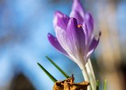 A nice spring crocus. (Göteborg, Sweden 2011)