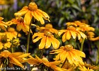 Yellowish flowers. I'll be damned if I knew what they are named. (Göteborg, Sweden 2013)