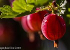 From the gooseberry bush in my own back yard... (Göteborg, Sweden 2013)