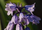 Bluebells in my backyard. (Göteborg, Sweden 2012)