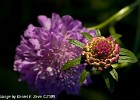 Weirdo flower. (Göteborg, Sweden 2009)