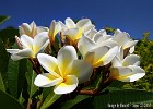 The beautiful frangipani flower as seen in a Budhist temple on Bali. (Banjar, Bali 2010) [Shot with: compact cam]