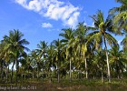 Another kind of forest (Gili Islands, Indonesia 2010) [Shot with: compact cam]