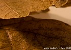 Leaf structure. (Home Studio (Göteborg), Sweden 2008)