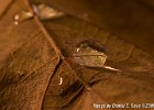 Water drop. (Home Studio (Göteborg), Sweden 2008)