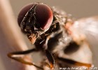 Fly closeup 1 (Ye it's dead). (100 mm Macro + Raynox 250) (Home Studio (Göteborg), Sweden 2009)