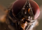 Fly super-closeup (Still dead). (100 mm Macro + Raynox 250) (Home Studio (Göteborg), Sweden 2009)