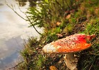 Magic mushroom? (Göteborg, Sweden 2011)